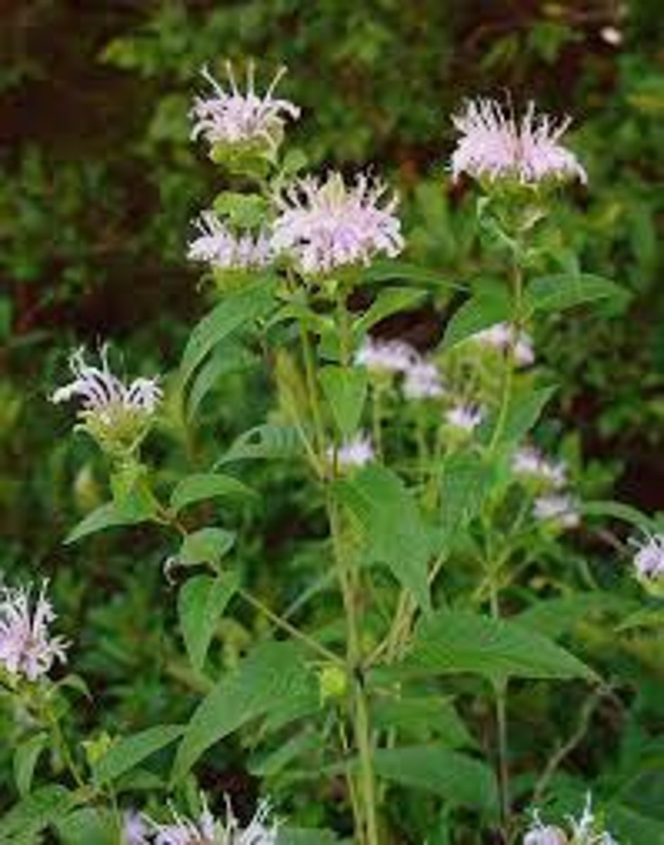 <ul><li><p>opposite leaf with dark-purple underside</p></li><li><p>purple-red stem</p></li><li><p>rounded inflorescence head</p></li><li><p>bracts</p></li><li><p>aromatic</p></li></ul><p>Species</p>