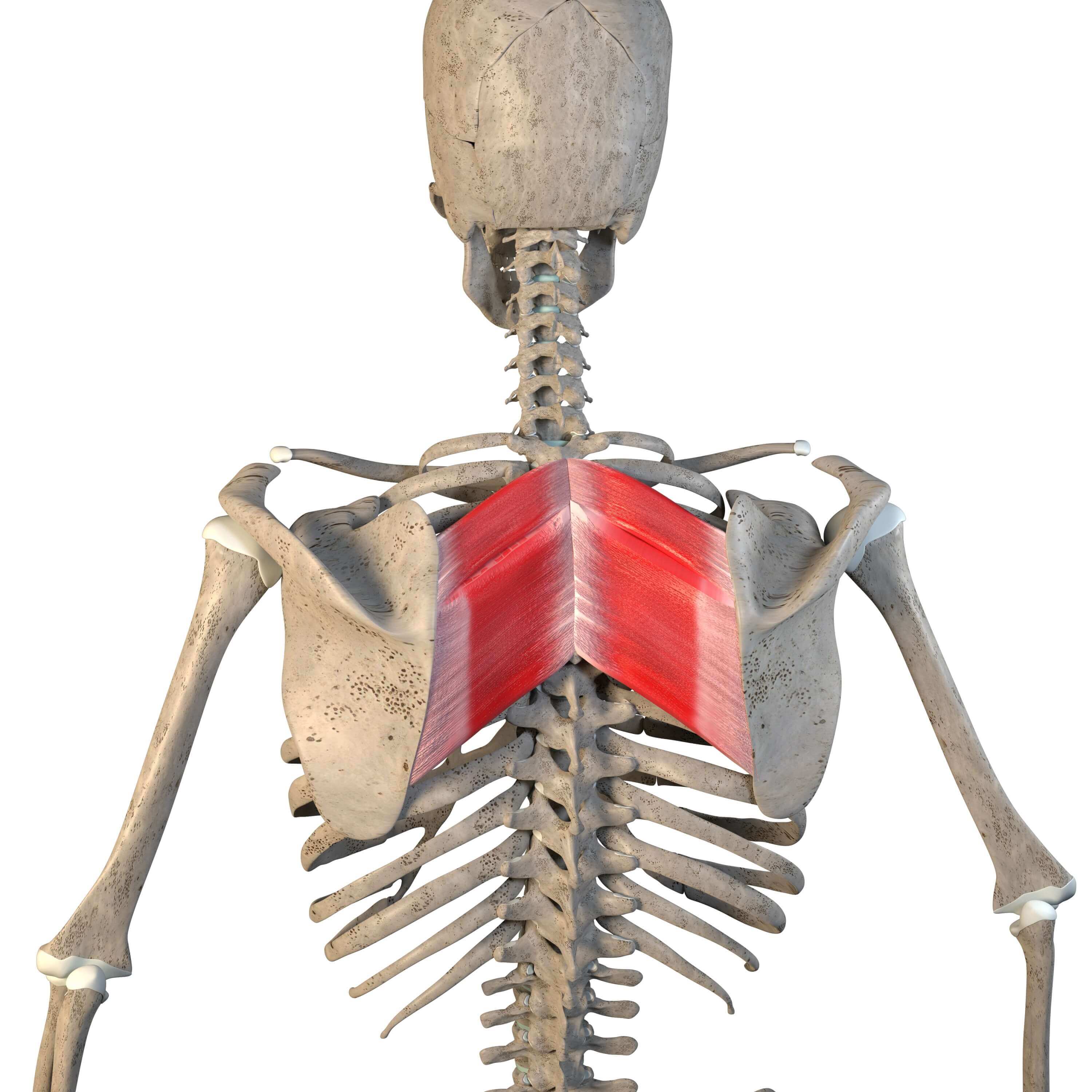 <p>Origin: SP of T2-T5</p><p>Insertion: medial border of the scapula</p><p>Action: elevation, retraction, and downward rotation</p>