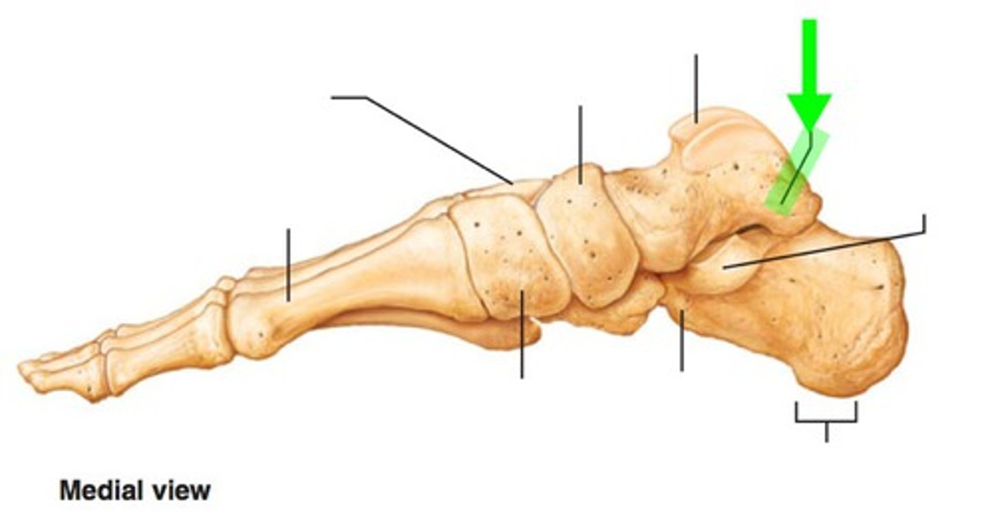 <p>name this structure</p>