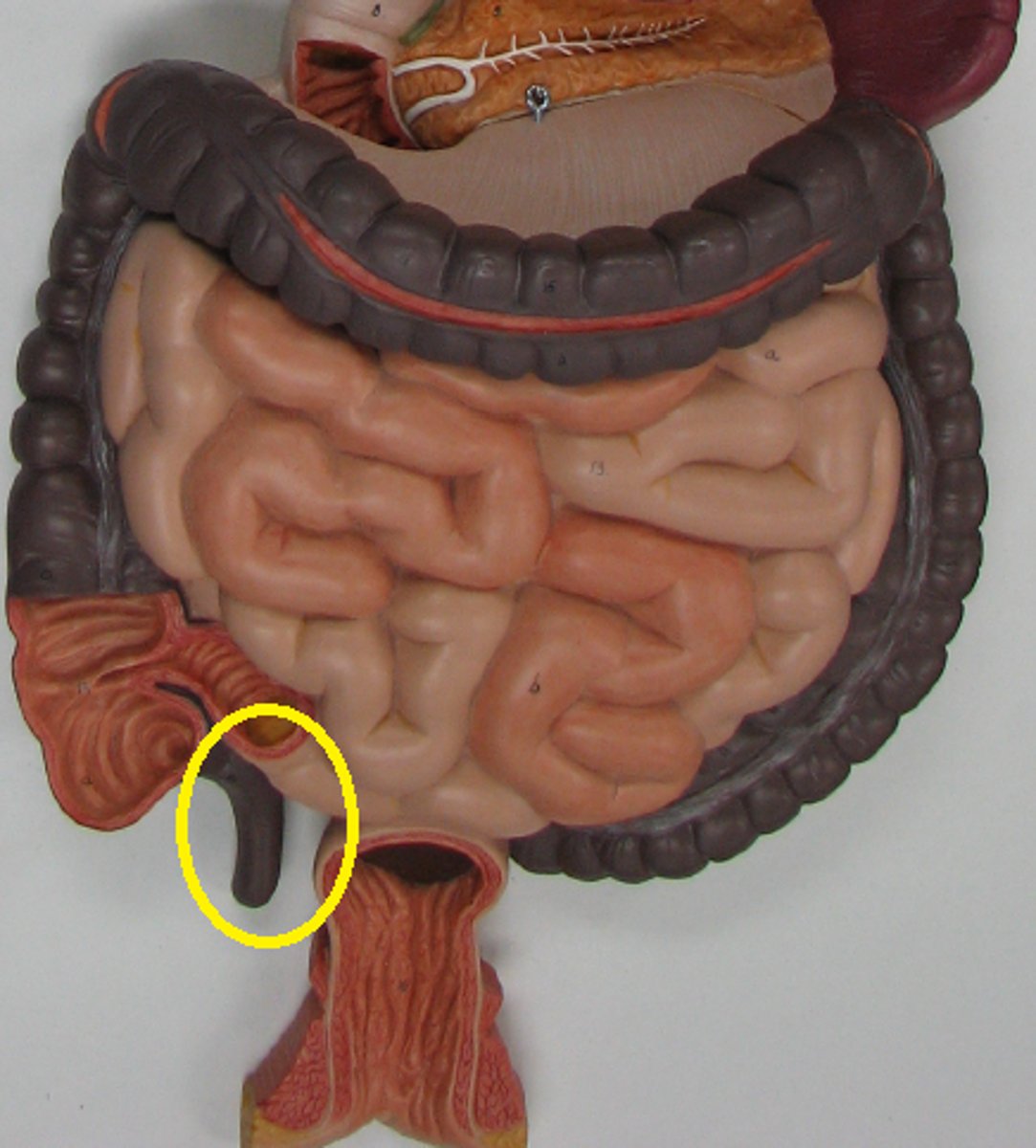 <p>A small, fingerlike extension of the vertebrate cecum; contains a mass of white blood cells that contribute to immunity.</p>