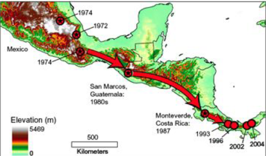 <ul><li><p>1985: Dr. Karen Lips studies tree frog ecology in Costa Rican cloud forest.</p></li><li><p>1996 return: Found all frogs disappeared from the site, similar disappearances in a western site</p><p>Suspected an <strong>unknown disease </strong>might be the cause of disappearances, prompting further investigation westward</p></li><li><p>Arrival in Panama: Found frogs initially present</p></li><li><p>Observed frogs dying rapidly in the following days</p></li><li><p>Dr. Joyce Longcore determined deaths were due to Chytridiomycosis (Bd), new fungal disease</p></li></ul><p></p>