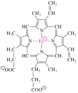 <p>consists of a tetrapyrrole ring called <strong>protoporphyrin IX<em> </em></strong>complexed with iron</p><ul><li><p>heme of Mb and Hb binds oxygen for transport</p></li><li><p>occupies hydrophobic cleft formed by 3 α helices and 2 loops</p></li></ul><p></p>