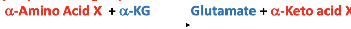 <ul><li><p><span><strong>Majority: Alpha amino groups -&gt; Transamination</strong></span></p><ul><li><p class="MsoListParagraphCxSpMiddle"><span>Amino group from alpha-amino acid transferred to alpha-ketoglutarate to form alpha-keto acid X and glutamate, respectively</span></p></li></ul></li><li><p class="MsoListParagraphCxSpMiddle"><span>Other:</span></p><ul><li><p class="MsoListParagraphCxSpMiddle"><span><strong>Non-alpha amine (glutamine, asparagine, arginine) -&gt; Hydrolysis</strong></span></p></li><li><p class="MsoListParagraphCxSpMiddle"><span><strong>-OH groups (Serine, threonine) -&gt; Dehydration-Initiated Deamination</strong></span></p></li><li><p class="MsoListParagraphCxSpMiddle"><span>Glutamate/Glutamic acid in Urea Cycle -&gt; Oxidative Deamination</span></p></li><li><p class="MsoListParagraphCxSpLast"><span>Other pathways to TCA</span></p></li></ul></li></ul><p></p>