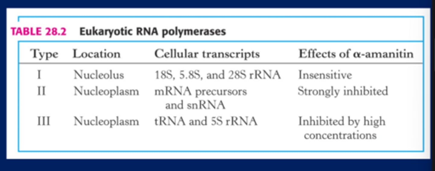 <p>-RNA polymerase II makes mRNA for all genes</p><p>-When RNA polymerases were run on an ion exchange chromatography column with increasing salt concentration</p><p>-RNA polymerase that came out first was I, then II came out, then III came out last</p>