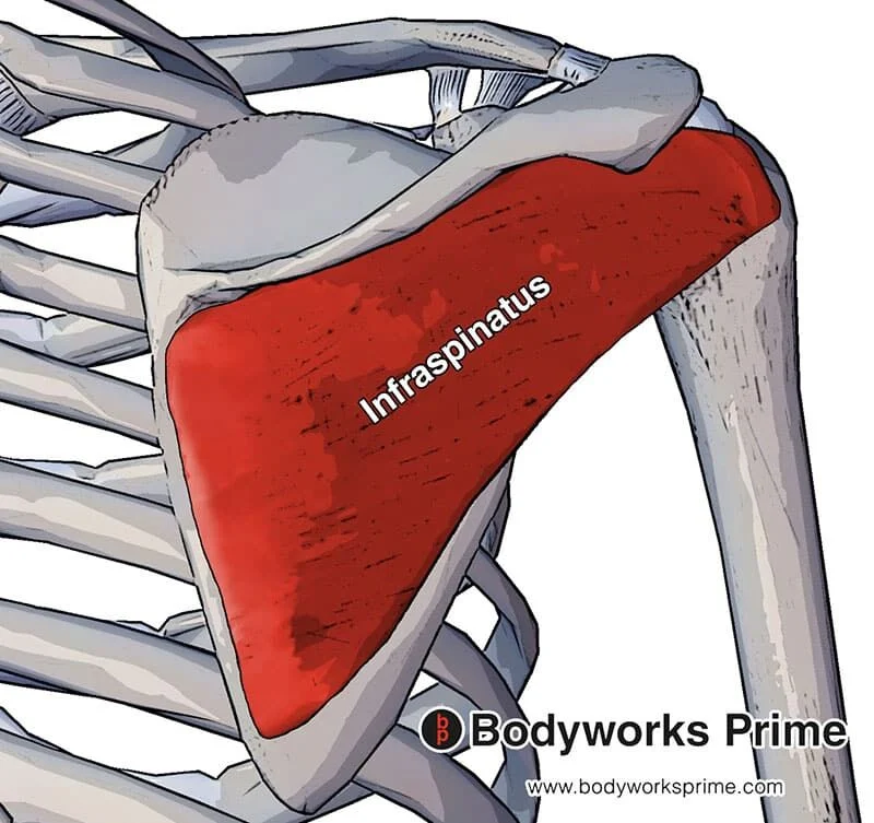 <p>origin: medial 2/3rds of infraspinous fossa of scapula</p><p>insertion: middle facet of greater tubercle of humerus</p><p>Action: lateral rotation of humerus</p>