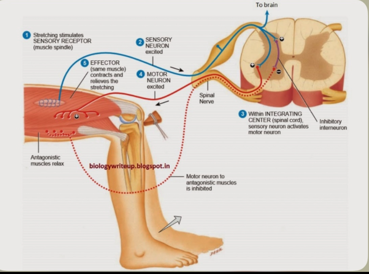 <p><span>The sensory neuron detecting the strike on the patellar tendon will send the impulse along the sensory axons that will then enter the CNS in the dorsal root of the peripheral nerve and will make a single synapse with a motor neuron within the central gray matter which will then leave the CNS in the ventral root of the spinal nerve. This will then cause the quadricep muscle to contract, extending the leg ipsilaterally</span></p><p></p>