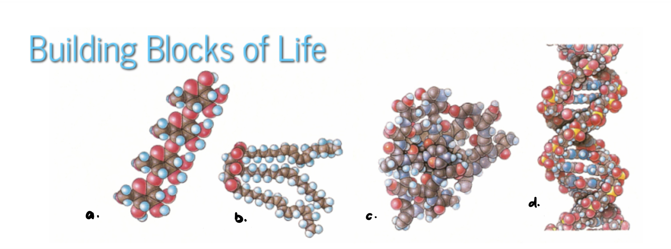 <ul><li><p>All living things are made up of these four classes of biological molecules</p></li><li><p>within cells, small organic molecules are joined together to  form larger molecules</p></li></ul>