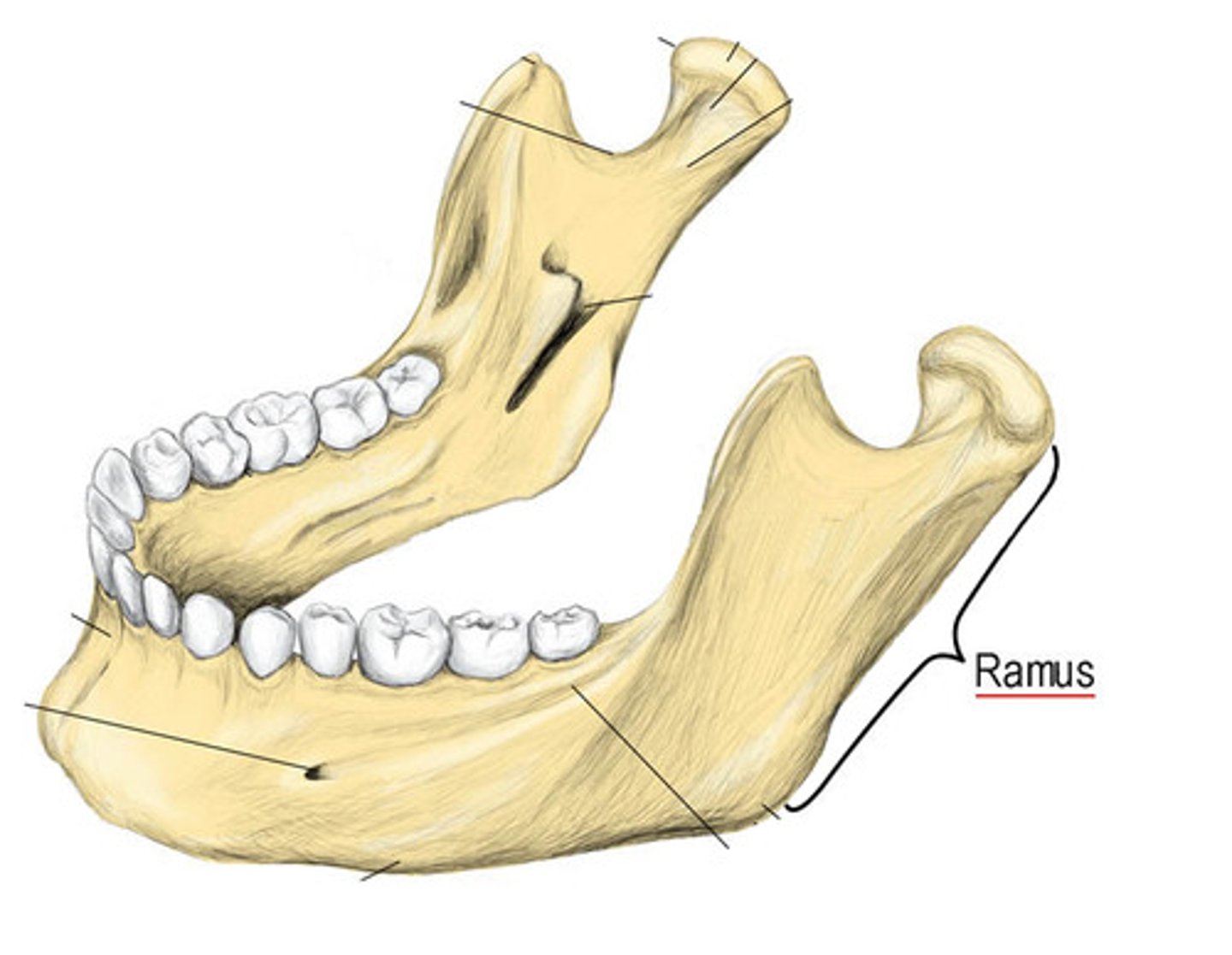 <p>mandible</p>