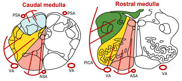 <ul><li><p>Anterior and Posterior Spinal Arteries:</p><ul><li><p>Branch off the vertebral artery to supply the anterior and posterior medulla respectively</p></li><li><p>Also supply respective regions of the spinal cord</p></li></ul></li><li><p>Vertebral Arteries:</p><ul><li><p>Supply the lateral aspect of the Medulla</p></li></ul></li><li><p>Posterior Inferior Cerebellar Arteries</p><ul><li><p>Branch off the vertebral artery at rostral medulla to supply the posterior-lateral aspect of the rostral medulla</p></li></ul></li></ul><p></p>