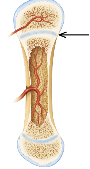 <p>The arrow in the figure is pointing to which of the following structures?</p><p>the articular cartilage</p><p>a primary ossification center</p><p>a secondary ossification center</p><p>the epiphyseal plate</p>