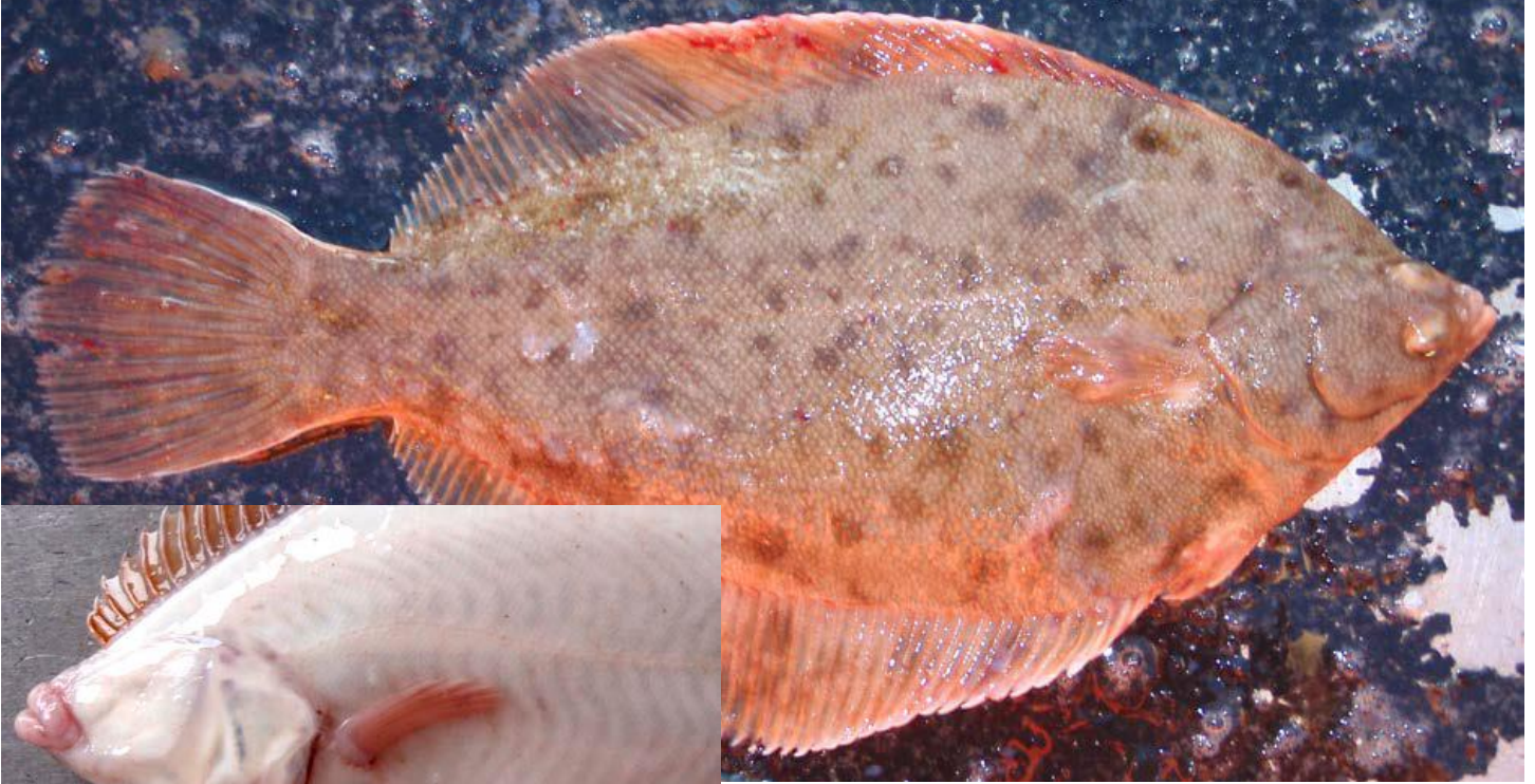 <p>right eye, light underbelly, thick lips small mouth </p>