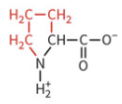 <ul><li><p>hydrophobic character</p></li><li><p>can create kinks in polypeptide chains and disrupt secondary structure</p></li></ul><p></p>