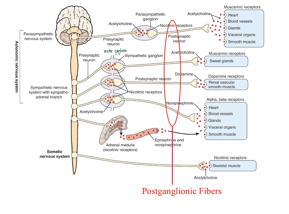 <ul><li><p>Postganglionic fibers of the sympathetic NS originate from ‘ganglia’ located either in a ‘chain’ next to the spinal cord (paravertebral) or located along the midline in front of the heart and spinal column (prevertebral)</p></li><li><p>These fibers project to the end organs </p></li><li><p>Postganglionic fibers of the parasympathetic NS originate from cells located near the end organ </p></li></ul><p></p>