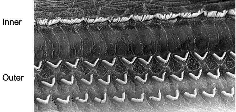 <ul><li><p>Sound receptors</p></li><li><p>Inner &amp; outer rows of hair cells on basilar membrane</p></li></ul>