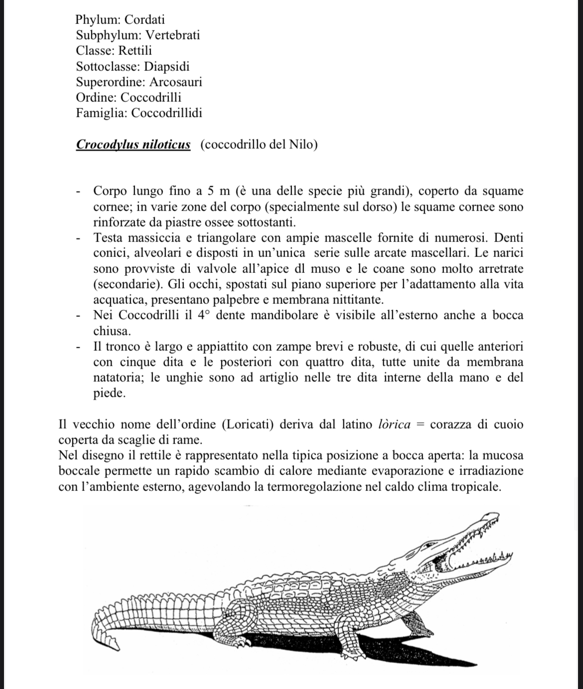 <p>Dermascheletro loricati</p>