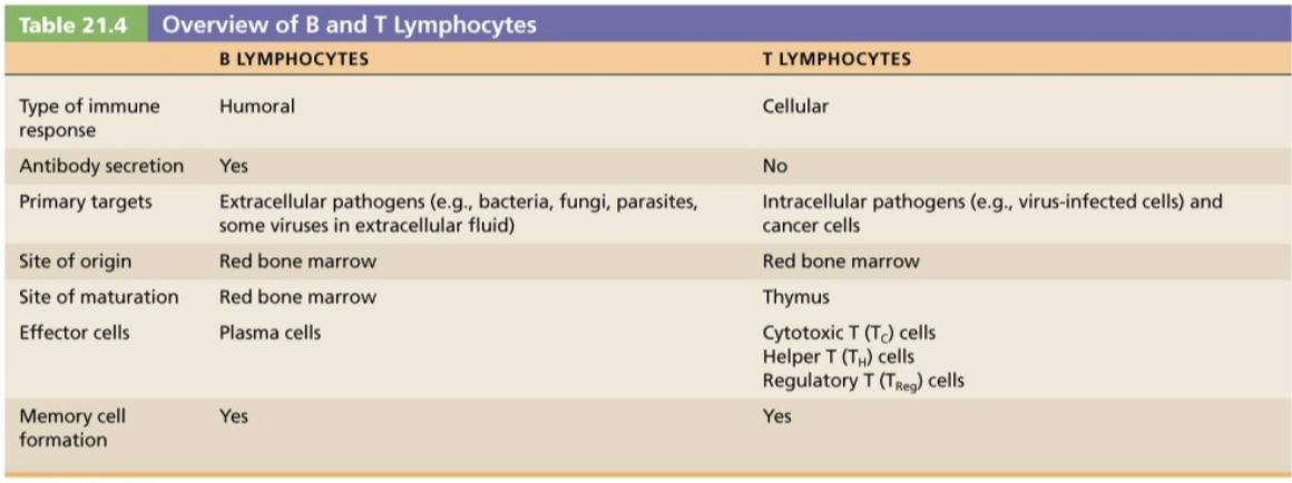 <ul><li><p><strong>Plasma cells </strong>→ <span>Members of a </span><span style="color: blue;"><strong><span>B cell </span></strong></span><span style="color: rgb(0, 0, 0);"><span>clone</span></span></p><ul><li><p><span>Effector B cells specialized to produce and release antibodies</span></p></li></ul></li><li><p><strong>Memory cells</strong> → <span>Members of </span><span style="color: red;"><strong><span>T cell </span></strong></span><span>and </span><span style="color: blue;"><strong><span>B cell</span></strong></span><span> clones</span></p><ul><li><p><span>Provide for immunological memory.</span></p></li></ul></li></ul><p></p>
