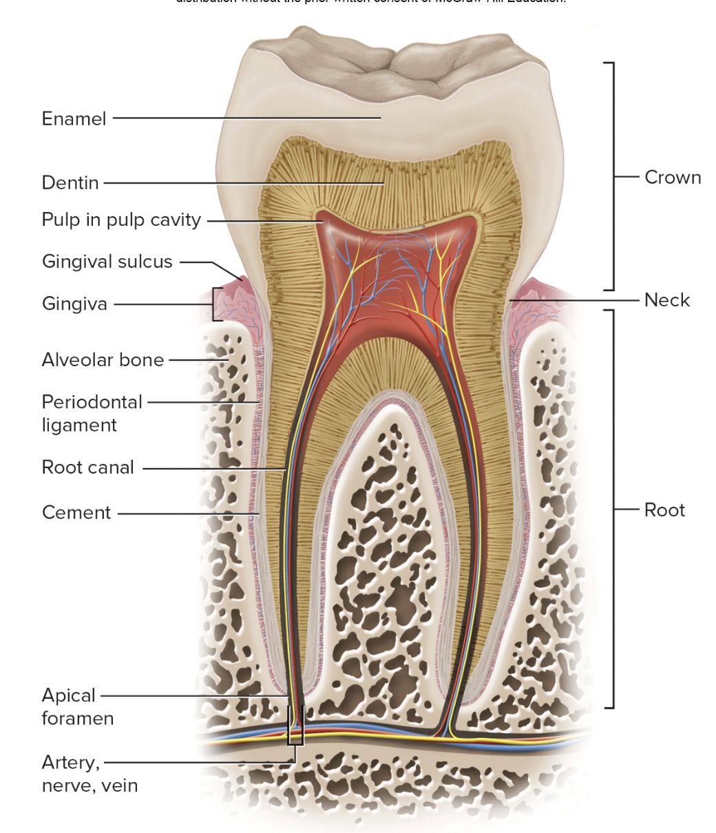 <ul><li><p><strong>crown, neck, root</strong> </p></li><li><p>Embedded in mandible or maxilla </p><ul><li><p><strong>Alveolus</strong>- socket </p></li><li><p><strong>Periodontal ligament </strong></p></li><li><p><strong>cement</strong> of root </p></li></ul></li><li><p><strong>Gingiva</strong>- surrounds neck </p></li><li><p><strong>Enamel</strong> covers crown </p></li><li><p>Internal structures </p><ul><li><p><strong>dentin</strong> </p></li></ul></li><li><p><strong>Pulp cavity, root canal </strong></p><ul><li><p>spaces for nerves and vessels </p></li></ul></li></ul><p></p>