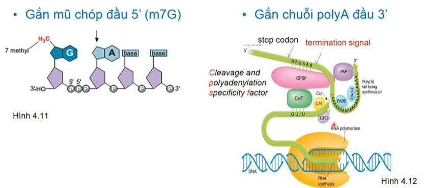 <p>Khi phiên mã diễn ra được khoảng 20Nu thì mũ m7G sẽ được gắn vào.</p><p>Sau khi mRNA được CPSF cùng các enzyme khác cắt thì PAP(poly-A polymerase) sẽ xúc tác gắn đuôi poly A(trên 200A) sau đó các PABII sẽ gắn để bảo vệ polyA</p>
