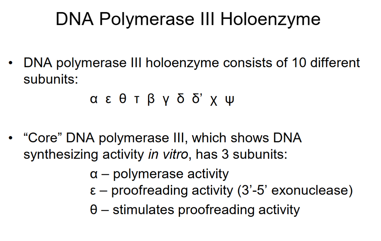 <ul><li><p>Polymerase synthesizes from 5’→3’ end, so 3’ end is constantly changing as nucleotides are added.</p></li><li><p>Mistakes spotted by&nbsp;ε/θ, improper base-pairings cause process to stop, back up, and and fix it.</p></li><li><p>3’-5’ exonuclease moves 3’ end back 1 nucleotide in 3’→5’ direction to cleave off the end (with the&nbsp;</p></li></ul><p></p>