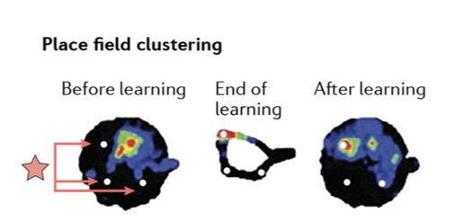 <p>yes!</p><p>cells cells are not absolute measure of location on space</p><p>they are also modulated by task context such as availability or goals</p><ul><li><p>learning causes a shift in(grid shifted after learning where the rewards are in the environment)</p></li></ul><p></p><p><span><span>Place cells form a flexible spatial map shaped by goals, expectations, and experience</span></span></p><p></p>