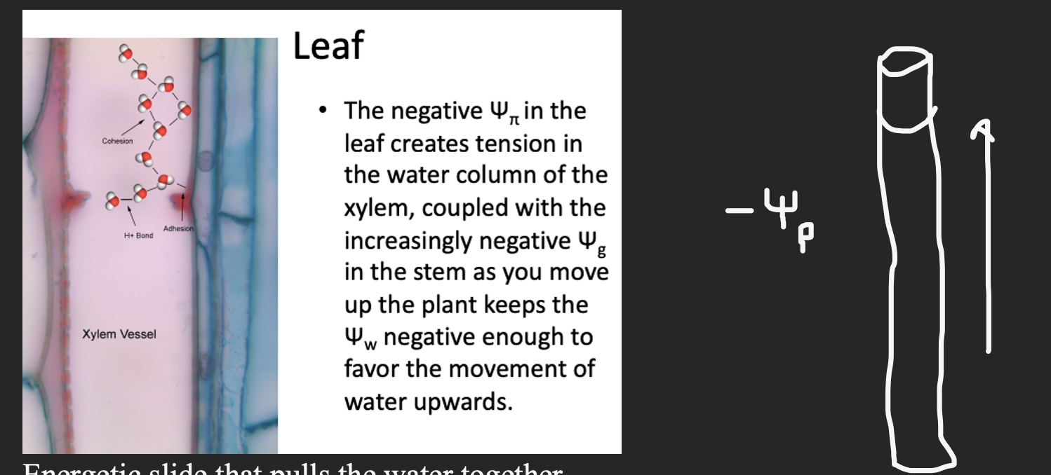 <p>The negative solute potential in the leaf creates tension in the water column of the xylem, and coupled with increasingly negative energy potential in the system, the plant keeps water potential negative enough to favor the movement of water upwards.</p>