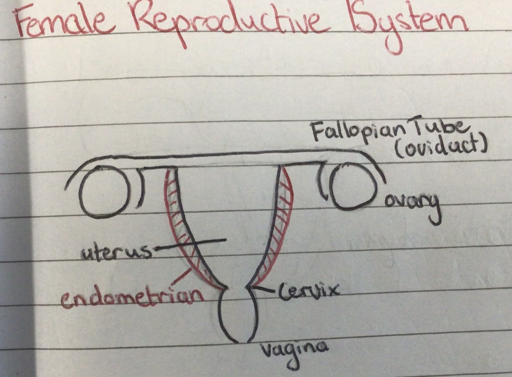 <p>Diagram</p>