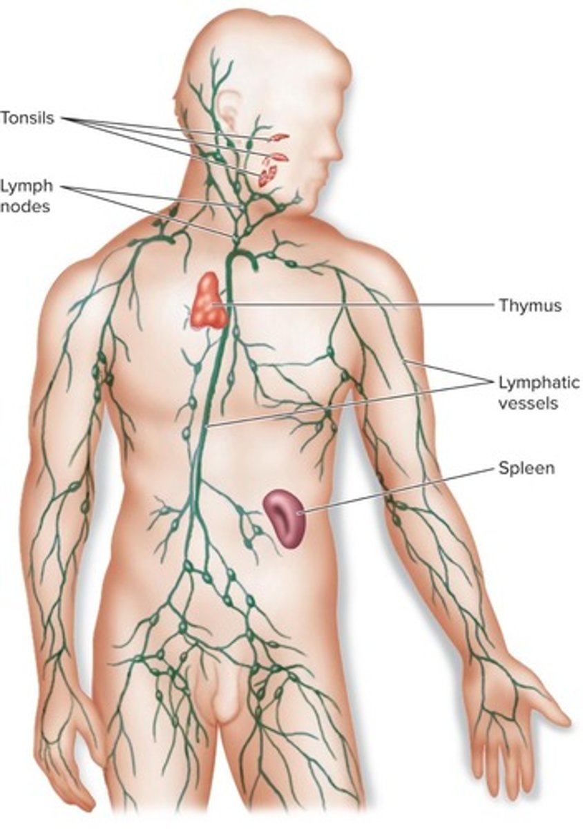 <p>The second line of defense involving cellular and chemical defenses that include cells and proteins that kill invading microbes.</p>