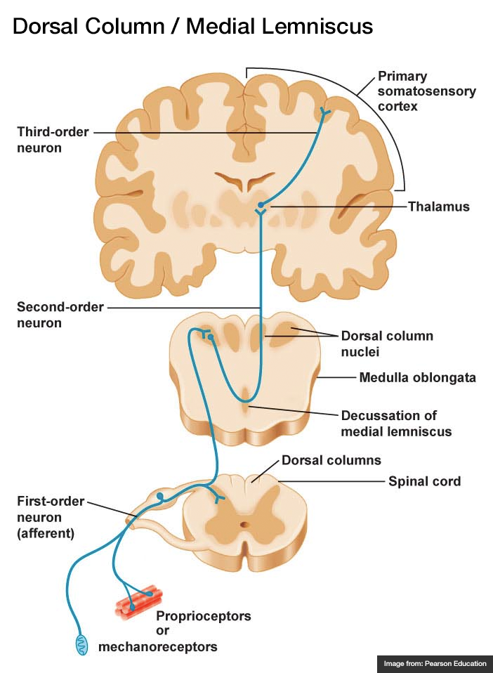 <p>Dorsal Column Medial Lemniscal (DCML) System</p>