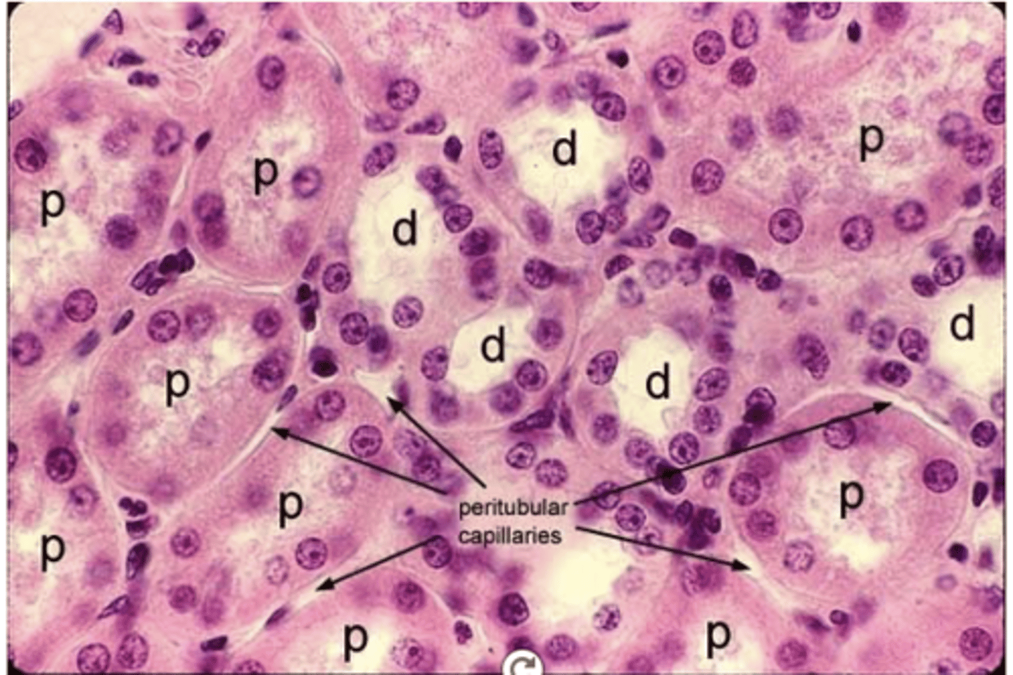 <p>Why do renal tubule cells show acidophilic cytoplasm under light microscopy?</p>