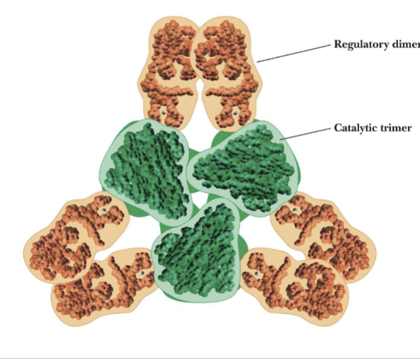 <p>Catalytic unit: 6 subunits; organized into 2 trimers</p><p>Regulatory unit: 6 subunits; organized into 3 dimers</p>