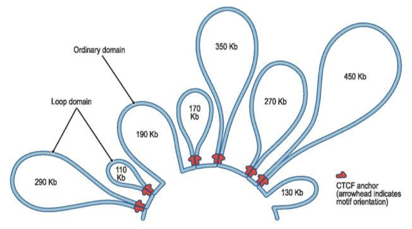 <p>Protein complexes; chromosome loops. Enhancers cannot affect promoters outside of their loop.</p>