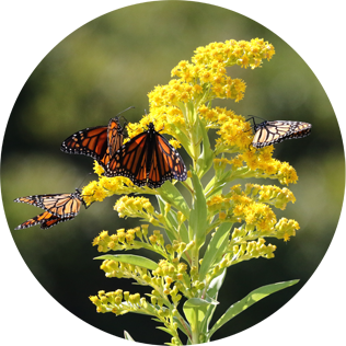 <p>What adaptations does prey have to escape predators?</p>
