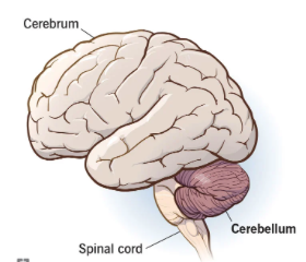 <ul><li><p>•<span> </span>production of movement</p></li><li><p>•<span> </span>balance, posture, coordination</p></li><li><p>•<span> </span>motor learning</p></li></ul>