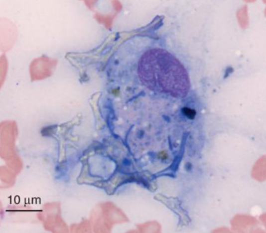 term image