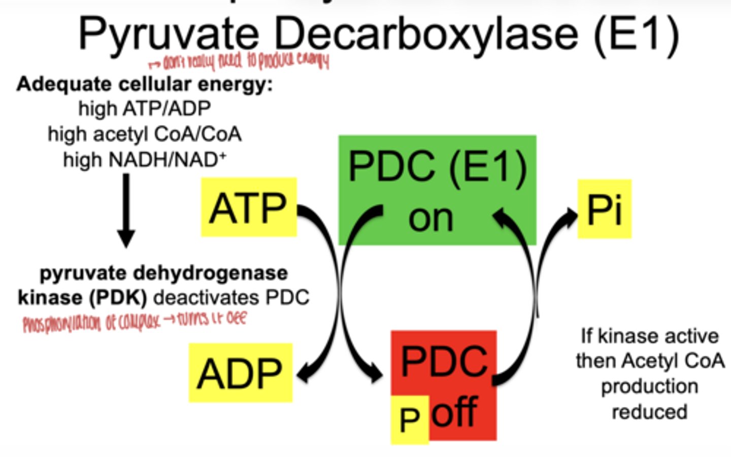 <p>phosphorylates pyruvate dehydrogenase/decarboxylase</p><p>if kinase is active → acetyl CoA production ↓</p>
