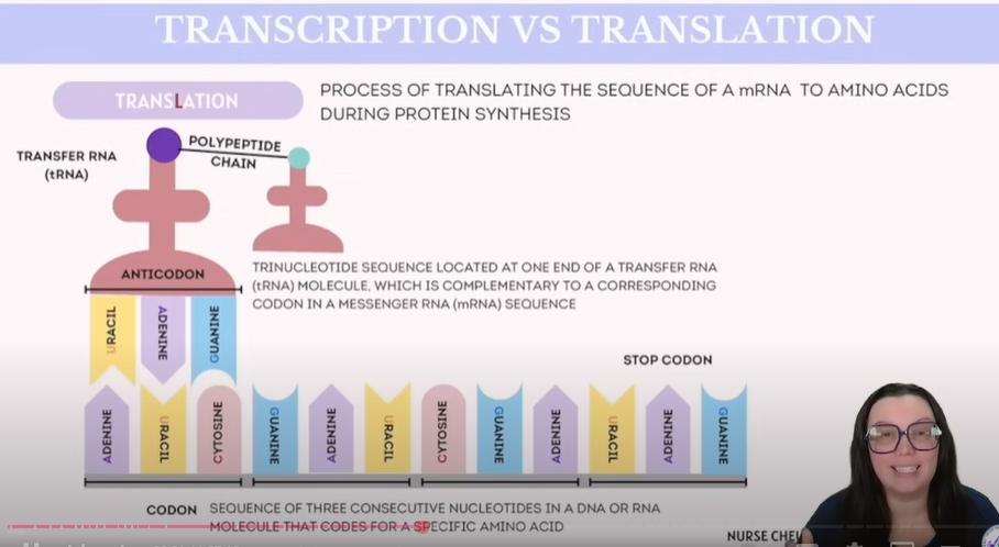 <p>Summary Table: Codons, Anticodons, &amp; Translation </p><table style="min-width: 50px"><colgroup><col style="min-width: 25px"><col style="min-width: 25px"></colgroup><tbody><tr><th colspan="1" rowspan="1"><p><strong>Term</strong></p></th><th colspan="1" rowspan="1"><p><strong>Definition</strong></p></th></tr><tr><td colspan="1" rowspan="1"><p><strong>Translation</strong></p></td><td colspan="1" rowspan="1"><p>The process of converting mRNA into a chain of amino acids (a <strong>protein</strong>)</p></td></tr><tr><td colspan="1" rowspan="1"><p><strong>Codon</strong></p></td><td colspan="1" rowspan="1"><p>A <strong>3-letter sequence</strong> on <strong>mRNA</strong> that codes for an amino acid</p></td></tr><tr><td colspan="1" rowspan="1"><p><strong>Anticodon</strong></p></td><td colspan="1" rowspan="1"><p>A <strong>complementary 3-letter sequence</strong> on <strong>tRNA</strong> that binds to the codon</p></td></tr><tr><td colspan="1" rowspan="1"><p><strong>tRNA (transfer RNA)</strong></p></td><td colspan="1" rowspan="1"><p>Carries amino acids and <strong>matches codons</strong> using its anticodon</p></td></tr><tr><td colspan="1" rowspan="1"><p><strong>Polypeptide Chain</strong></p></td><td colspan="1" rowspan="1"><p>A string of amino acids — <strong>final product of translation</strong> (protein)</p></td></tr><tr><td colspan="1" rowspan="1"><p><strong>Stop Codon</strong></p></td><td colspan="1" rowspan="1"><p>Signals the <strong>end of translation</strong> — does <strong>not</strong> code for an amino acid</p></td></tr></tbody></table><p><span data-name="brain" data-type="emoji">🧠</span> Memory Tips: </p><ul><li><p><strong>Codon = Code</strong> (on <strong>mRNA</strong>)</p></li><li><p><strong>Anticodon = Anti-match</strong> (on <strong>tRNA</strong>)</p></li><li><p><strong>tRNA = Taxi</strong> that drops off the right amino acid</p></li></ul><p></p>