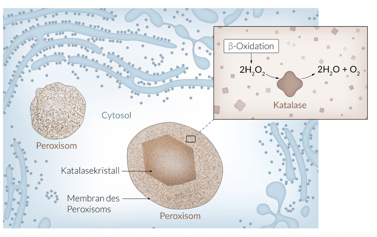 <p>B. Peroxisomes</p>