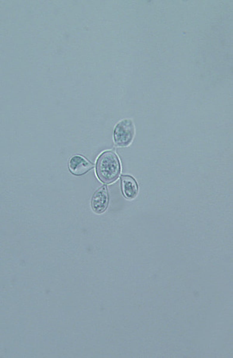 <p>Paracoccidioides brasiliensis is a dimorphic mold that produces yeast with multiple buds at 37ºC.</p>