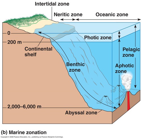 <p>Deep, salty aquatic biome. Largest boime on earth. Algae in this biome produce a significant portion of earth&apos;s oxygen via photosynthesis</p>