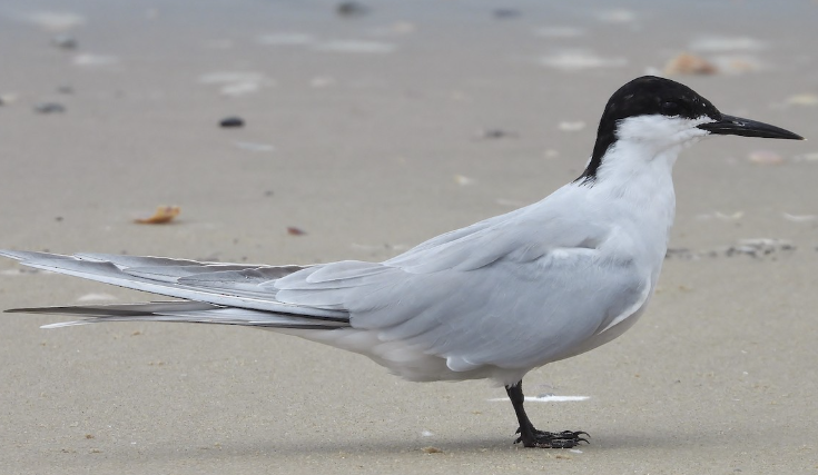 <p>What bird is this? </p>