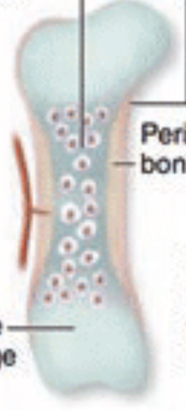 <p>Step 2.</p><p>Label the outer layer:</p>