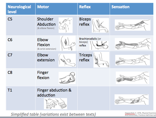 - The actual motion elicited depends on its orientation to the joint.
- If it increases the angle of the joint it when contracted, it is said to extend the joint.
- If it decreases the angle of the joint it when contracted, it is said to flex the joint
Pic just for representation
