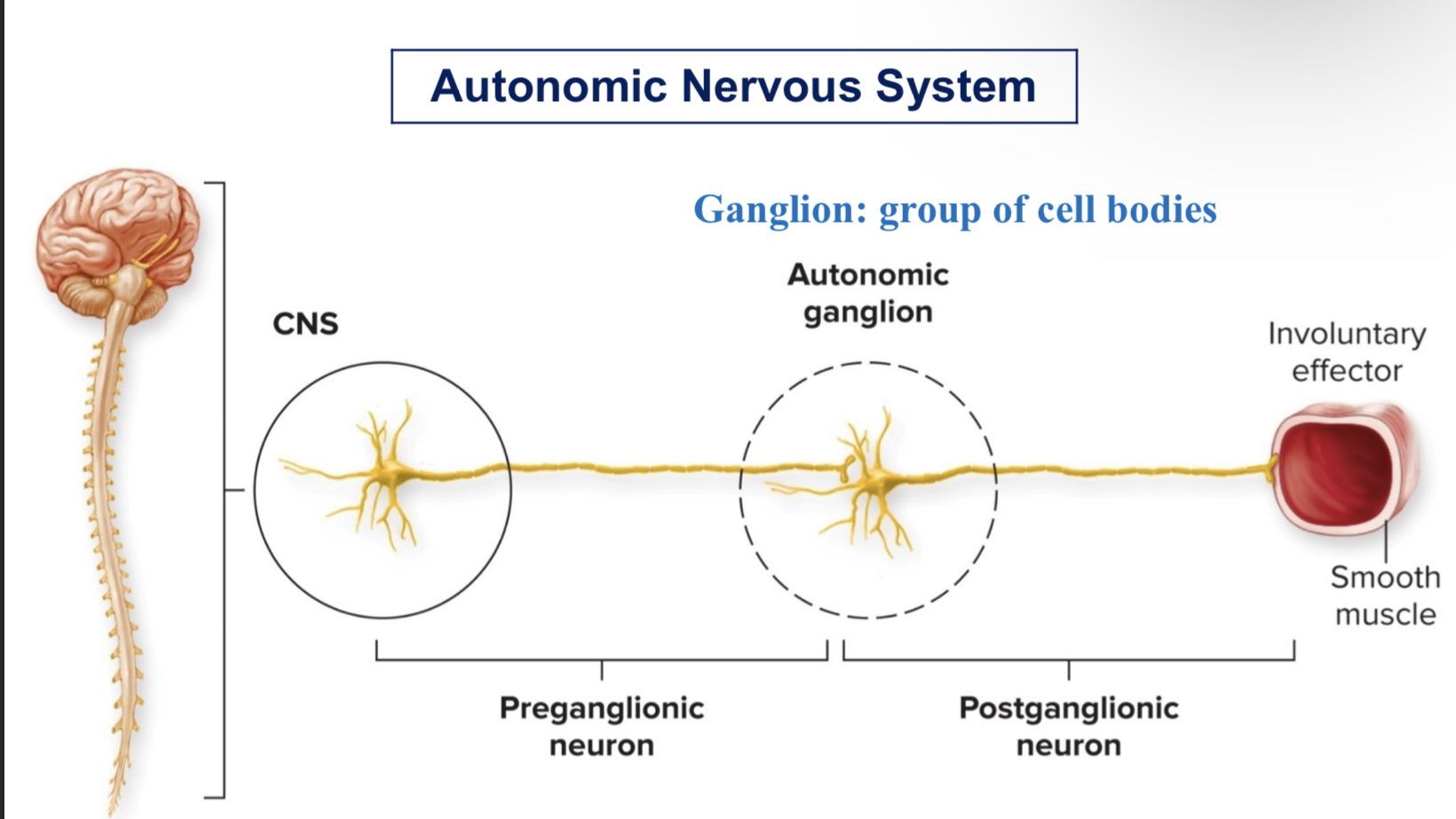 <ul><li><p>has 2 neuron systems</p></li><li><p>1 synapse</p></li></ul>