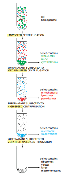 <p>Separates elements of a homogenate according to size and density.</p>