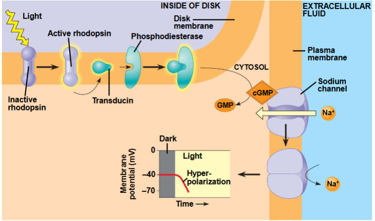 <p>Steps in photoreception</p><ul><li><p>chromophore absorbs energy from photon</p></li><li><p>chromophore changes shape from cis to trans</p></li><li><p>activated chromophore dissociates from opsin&nbsp;“bleaching”</p></li><li><p>opsin activates G-protein transduction pathway</p></li><li><p>ion channels open or close</p></li><li><p>change in membrane potential</p></li></ul><p></p>