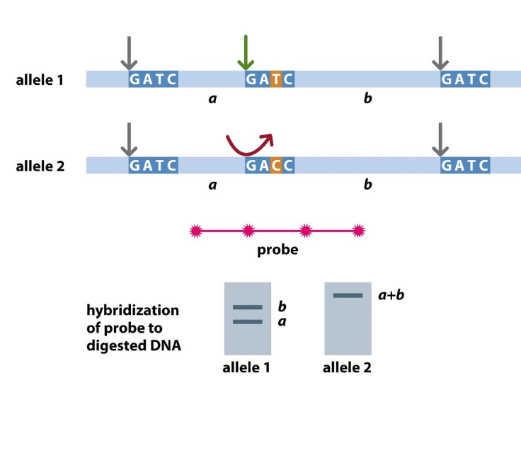 <p><strong>-Restriction fragment length polymorphism - to detect polymorphic markers</strong></p><p>A <strong>polymorphic marker</strong> is a region of DNA that <strong>varies between individuals</strong> (e.g., a mutation changing <strong>GATC → GACC</strong>). - detected by restriction enzymes (fragments)</p><p>Detect variation</p><p>MBOL - detects normal sequence GATC</p><p>-Allele 1 - has cut at GATC - Mbol cuts here</p><p>Allele 2 - <strong>has variation </strong>- not the normal GATC sequence - Mbol can’t cut here</p><p></p><p><strong><u>In the past</u></strong></p><p>-difference would be highlighted using a<strong> SOUTHERN BLOT ASSAY</strong></p><p>-Mbol digests</p><p>fragments separated by electrophoresis</p><p>dna probe used to find the desired sequences</p><p></p><p>If has the restriction enzyme sequence - 2 fragment appears (cut at this site)</p><p>if not there is no cut</p><p></p><p>Now polymorphism detected using PCR</p><p>Cut using restriction eznymes - separate the fragments by electrophoresis</p><p></p><p><strong>393 RFLP used for genetic linkage map of the human genome</strong></p><p></p><p></p><p></p><p><strong>AMPLIFICATION</strong> OF POLYMORPHISMS USING <strong>PCR</strong></p><p><strong>DIGESTION USING RESTRICTION ENZYME mbol</strong></p><p></p><p></p><p></p>