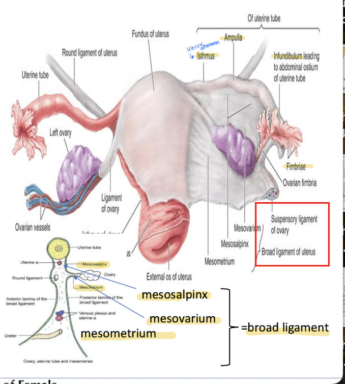 <ul><li><p>mesovarium</p></li><li><p>mesosalpinx</p></li><li><p>mesometrium</p></li></ul><p></p>