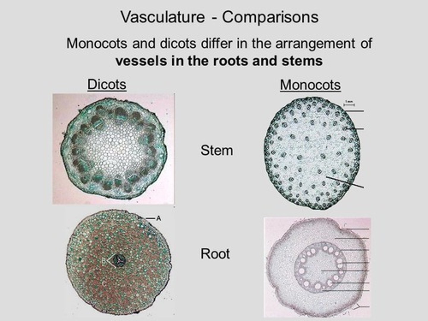 <p>one cotyledon (seed covering), root xylem and phloem in a ring, vascular bundles scattered in stem, leaf veins form a parallel pattern, flower parts in threes and multiples of three</p>