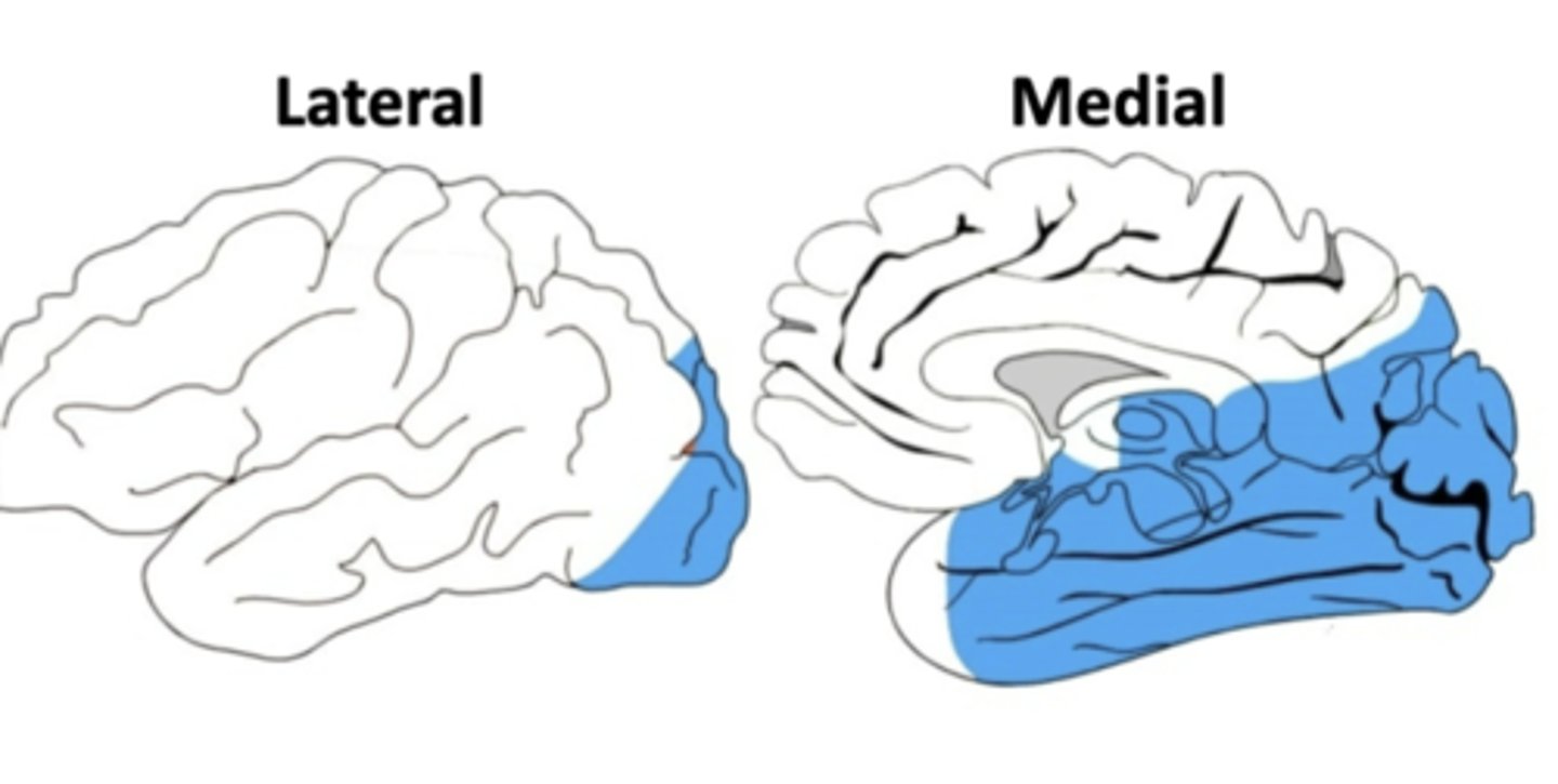 <p>occipital lobe and part of the temporal lobes - primary visual cortex</p>