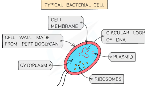 <p>-carry out 7 life processes</p><p>-cell wall made of protein,sugar and fats called murein,</p><p>- cell membrane made of fats and protein, </p><p>-cell contains cytoplasm and plasmids </p><p>-some can swim using a structure called flagella howevr many dont and cant mvoe by themselves</p><p>-Most feed off other living or dead organisms-decomposerts</p><p>-soem are pathogens</p><p>-no nucleus but they have genetic info as one large circular strand of coiled DNA called its chromosome whith smaller DNA circular strands known as plasmids, often unicellular,no mitochondria,DNA is 'free' in cytoplasm.</p><p>- Some bacteria can carry out photosynthesis&nbsp;despite having no chloroplasts. This is because they still possess chlorophyl and enzymes necessary to synthesize sugars from carbon dioxide.Most feed on other living or dead organisms (if they feed on dead organic matter then they are known as saprobionts or decomposers</p><p>-Examples include Lactobacillus bulgaricus, a rod-shaped bacterium used in the production of yoghurt from milk, and Pneumococcus, a spherical bacterium that acts as the pathogen causing pneumonia</p>